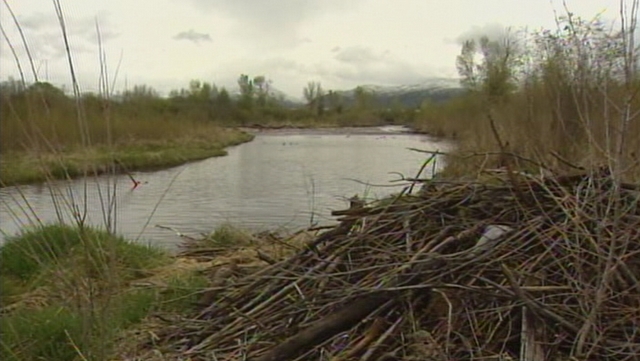 Biologists study otters as they adapt to new home