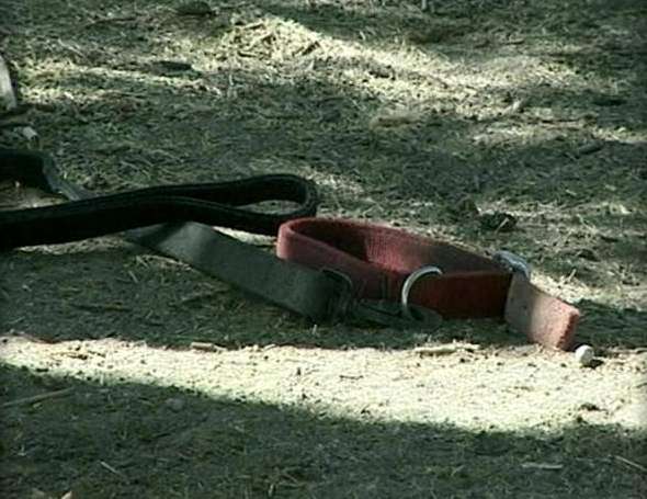 30 Dogs Missing from Dog Fighting Investigation