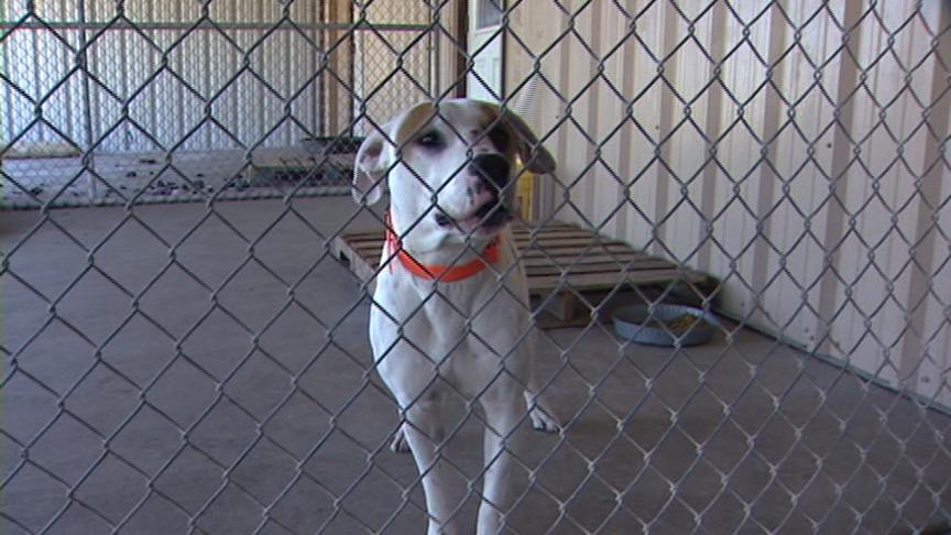 Emergency Pet Adoption to be Held at Layton Hills Mall