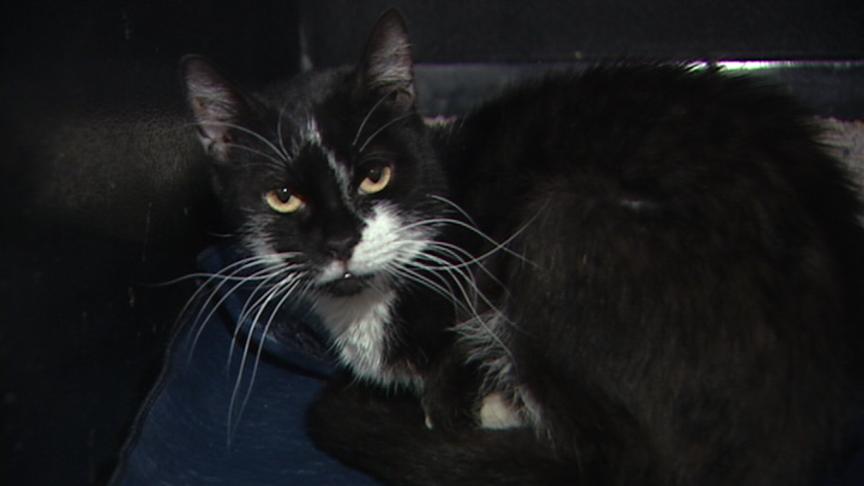 Emergency Pet Adoption to be Held at Layton Hills Mall