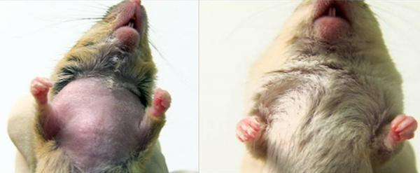 Before and after pictures of the mouse treated for trichotillomania. - Courtesy Shau-Kwaun Chen, the University of Utah