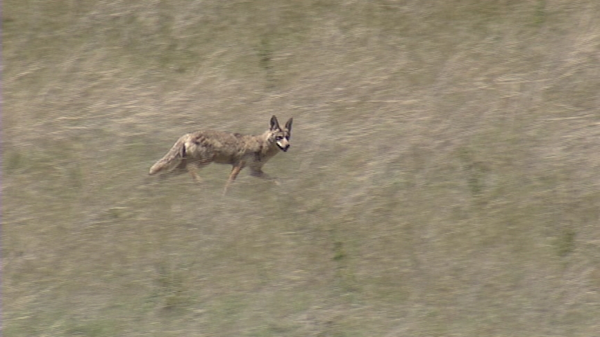 A coyote walks through an area in City Creek Canyon overrun by yellow starthistle