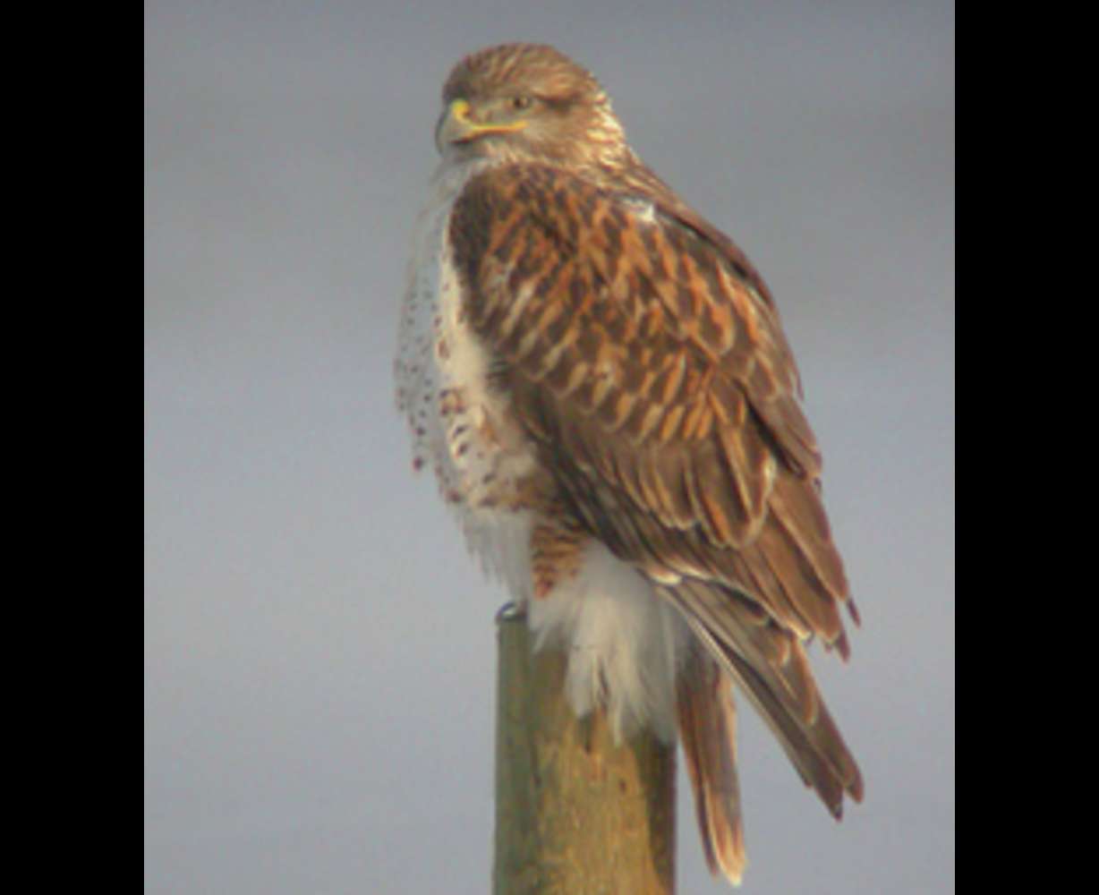 Ferruginous hawk