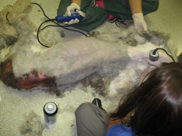 Animal activists outraged over ‘slap on the wrist' punishments