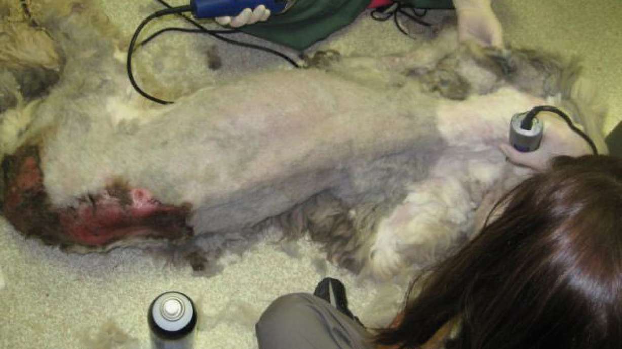 Animal activists outraged over ‘slap on the wrist' punishments