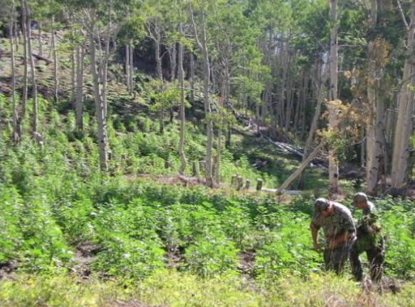 Marijuana Garden in Garfield County Raided 