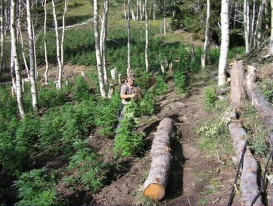 Marijuana Garden in Garfield County Raided 