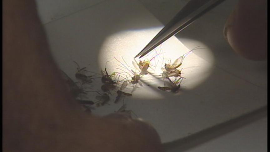 West Nile Claims First Life of the Year