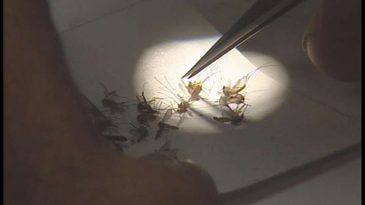 West Nile Claims First Life of the Year