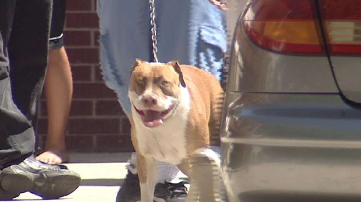 Pitbull Kills Woman's Dog