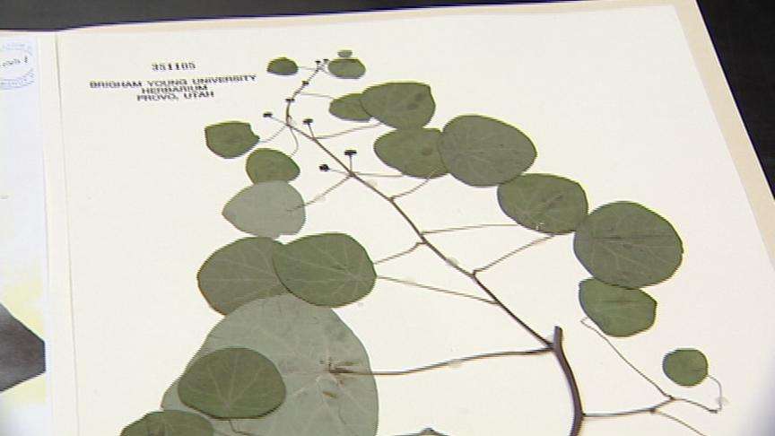 Morphine-like Painkiller May Be Possible without Side-Effects