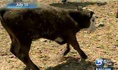 Hay Donations Will Help Ranchers Devastated by Drought, Fire