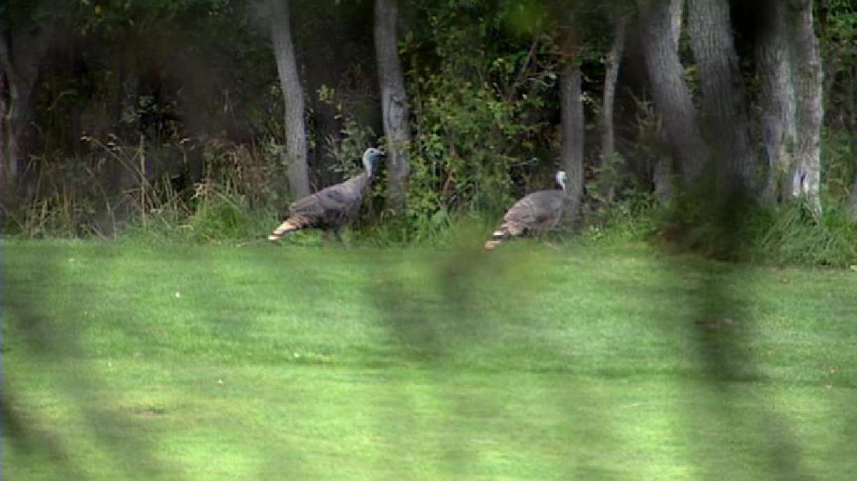 Board Considers Increase in Hunting Permits for Wild Turkeys