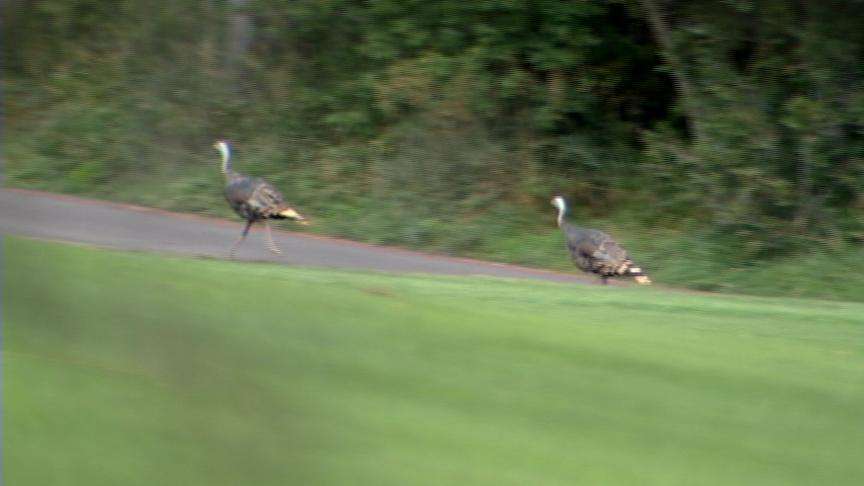 Board Considers Increase in Hunting Permits for Wild Turkeys