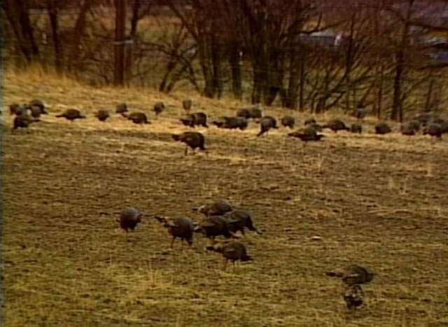 Board Considers Increase in Hunting Permits for Wild Turkeys
