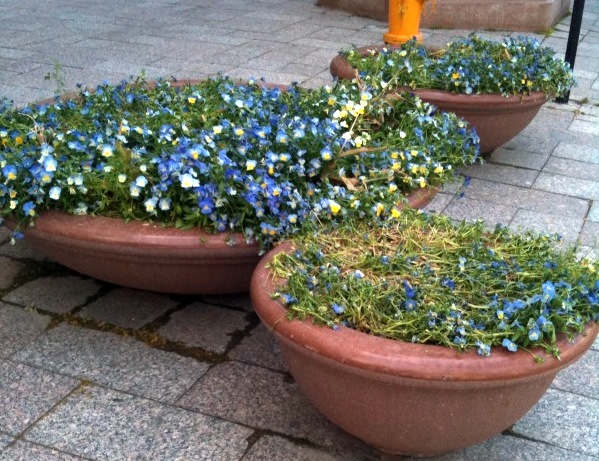 Flower funding in Salt Lake City on the table