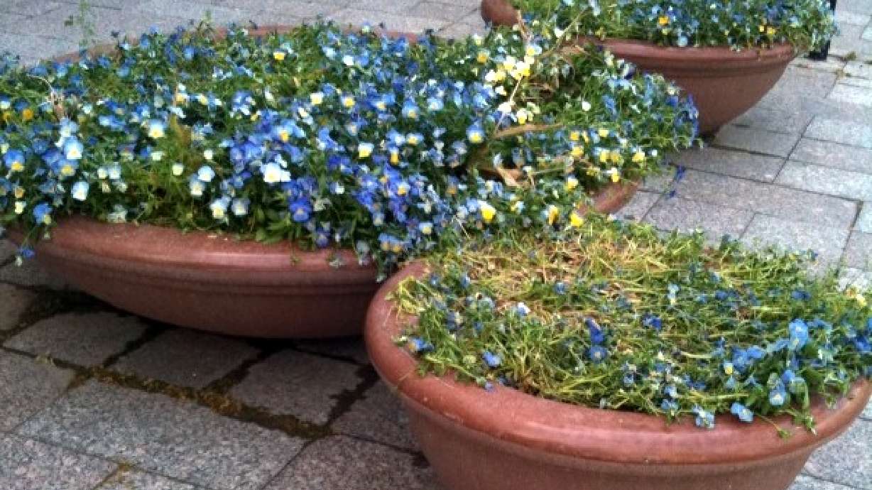 Flower funding in Salt Lake City on the table