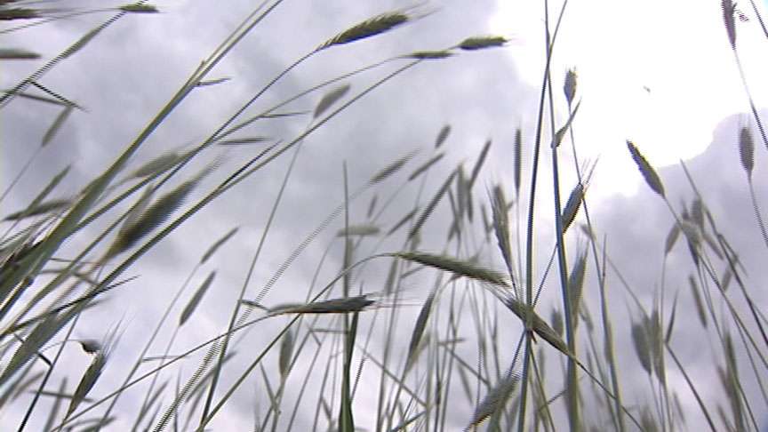 Now in addition to flooding, fire crews are looking ahead looming fire danger -- and it has to do with tall grasses.