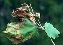 All You've Ever Wanted To Know About Anthracnose