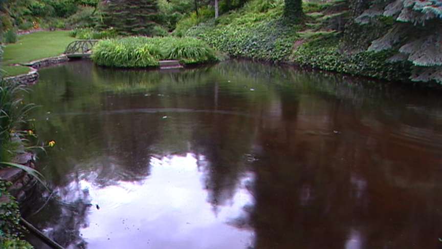 Ralph and Marina Riedel's backyard pond was turned black by the oil from Saturday's leak.