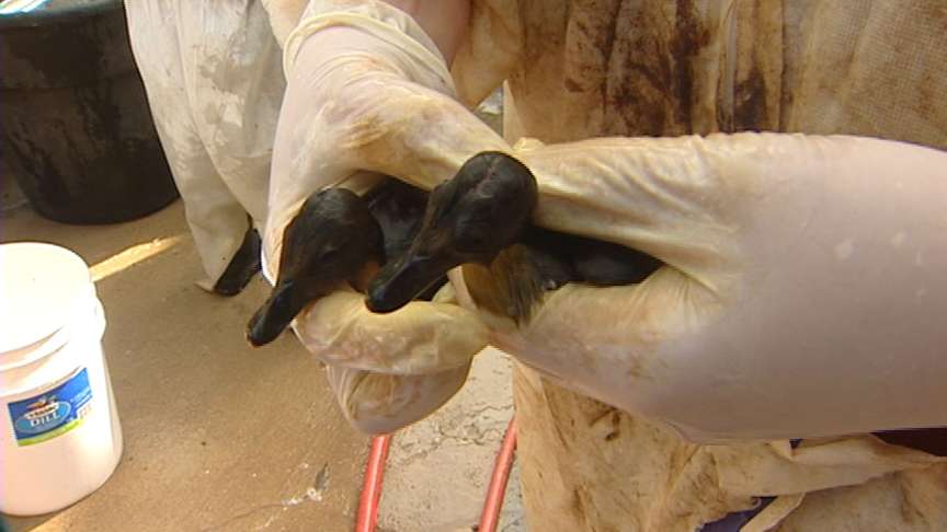 A pair of baby ducks is cleaned off by a volunteer at Hogle Zoo.