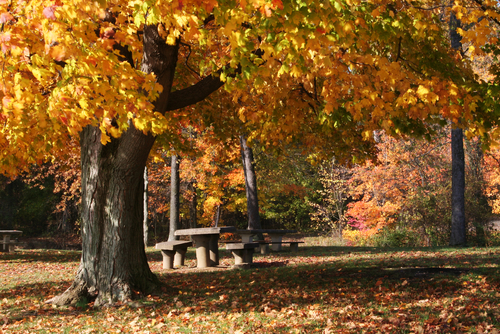 Trees Thirsty as Cooler Weather Approaches