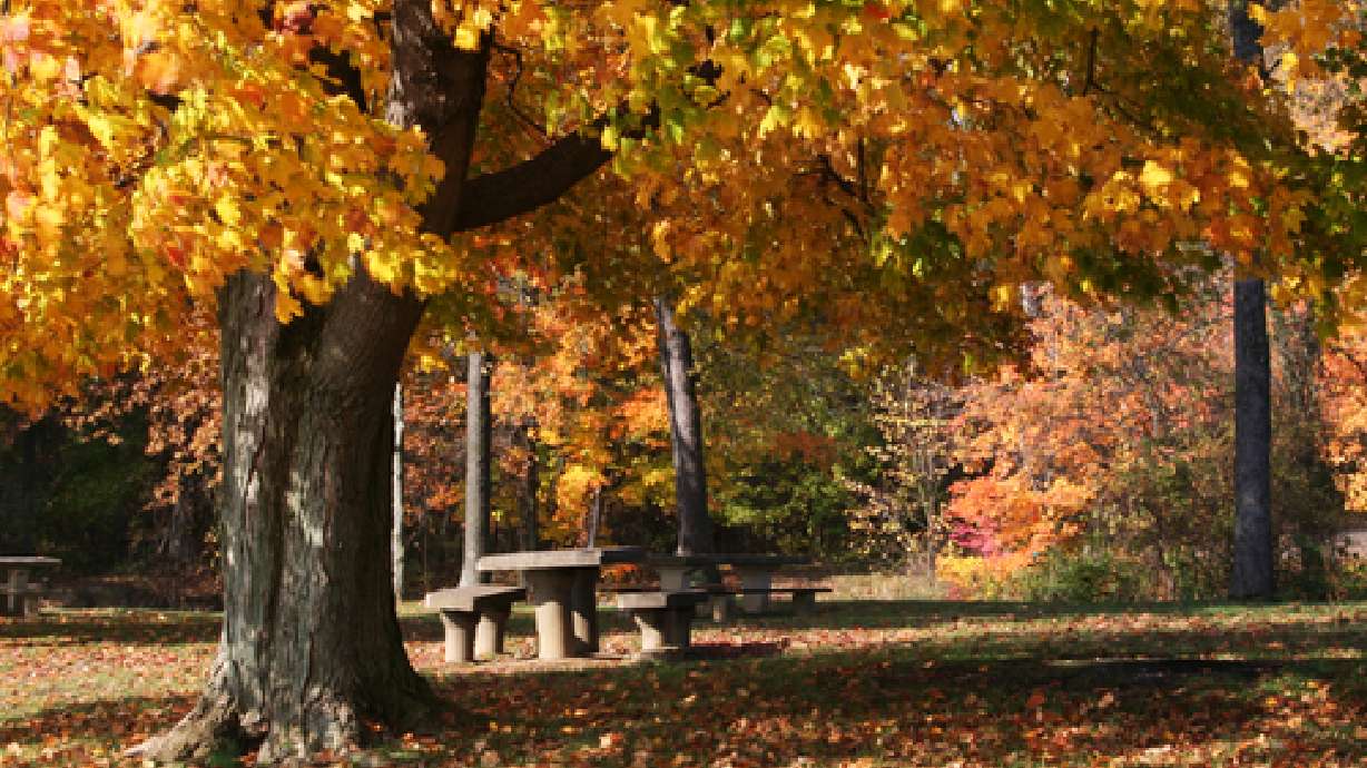 Trees Thirsty as Cooler Weather Approaches