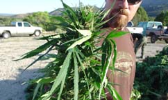 Major Marijuana Find in Southern Utah