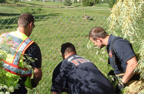 Firemen rescue ducklings from West Valley City storm drain