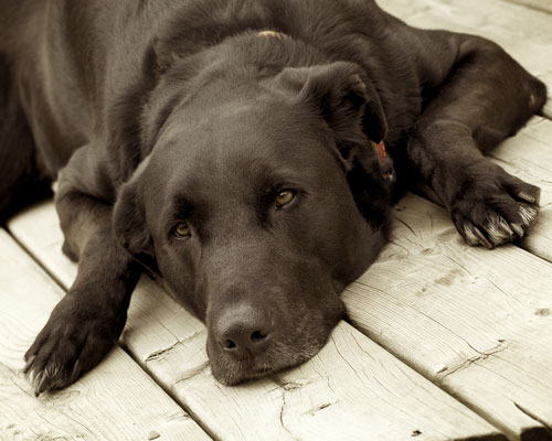 Safe In 60: Keep your dogs safe in the summer heat