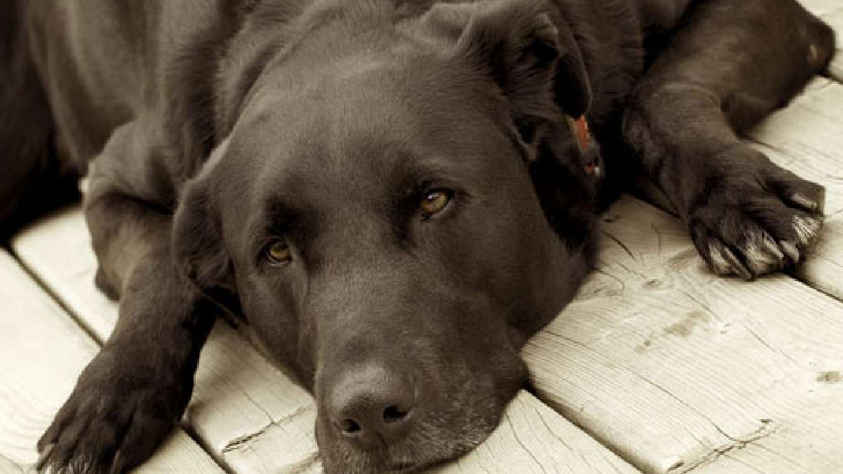 FDA issues pet food alert after 28 dogs are reported dead from toxin