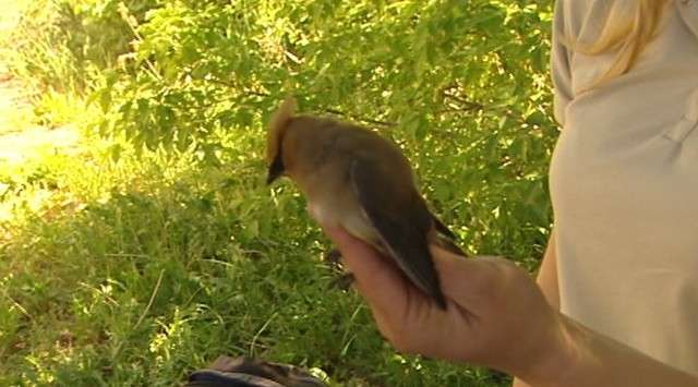 "We try to get them out and processed as soon as we can. We check the nets regularly, and we just try to minimize the amount of stress on the birds," White said.