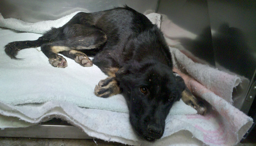 Dog rescuer wants to find it a new home