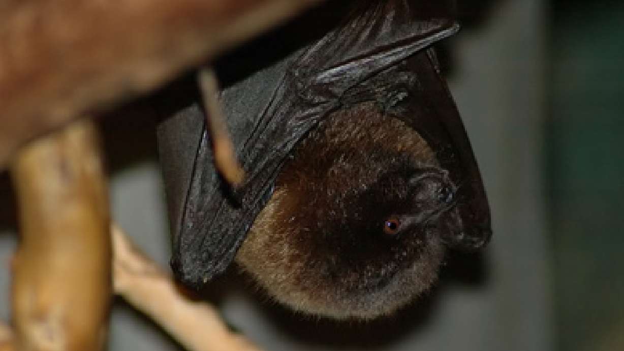 Several Davis County Children Being Treated for Rabies