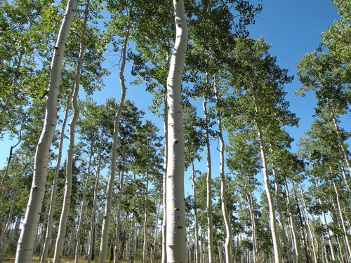 Ancient aspen grove in central Utah slowly dying