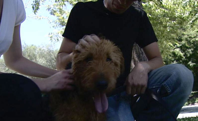 Couple reunites with lost dog after it was offered for sale