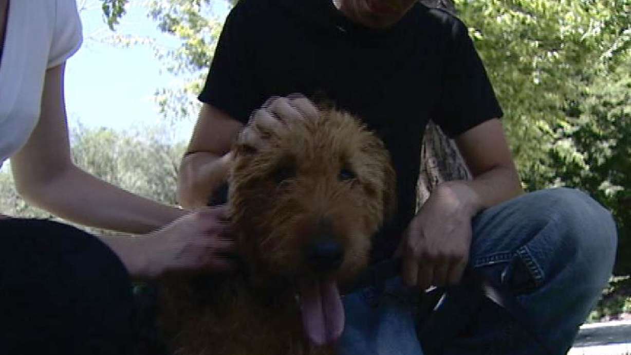Couple reunites with lost dog after it was offered for sale
