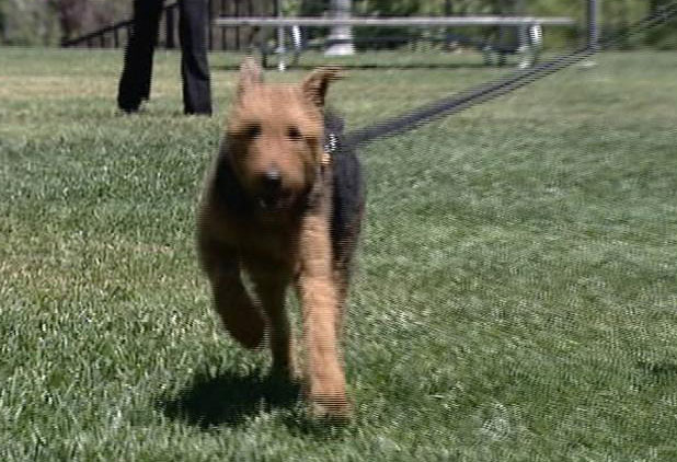 Airedale Terriers aren't too common in Utah, so 1-and-a-half-year old Cambria is often the center of attention.