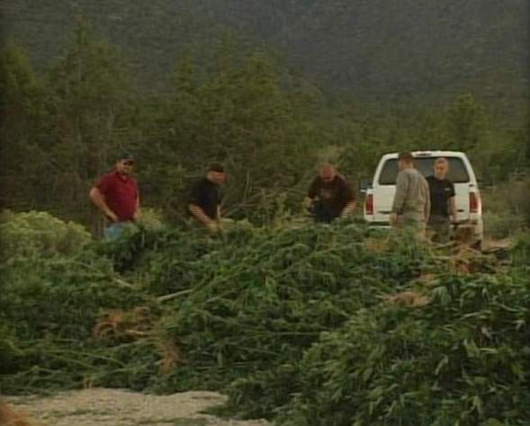 More Marijuana Found Growing in S. Utah