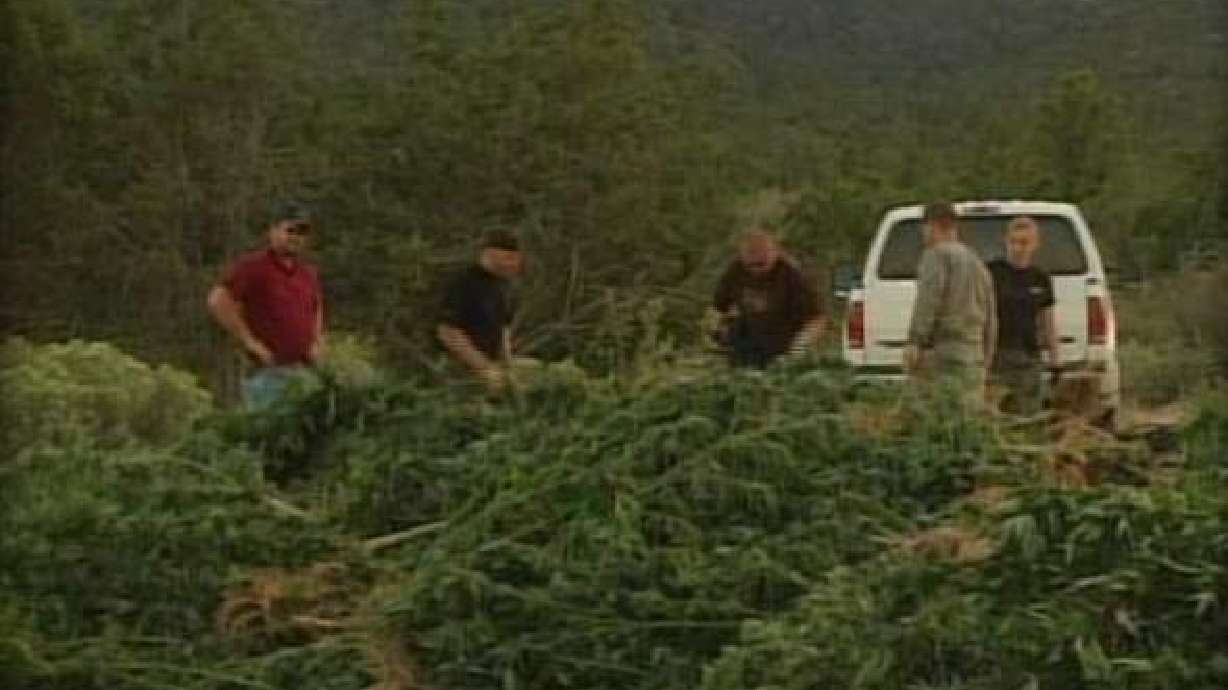 More Marijuana Found Growing in S. Utah