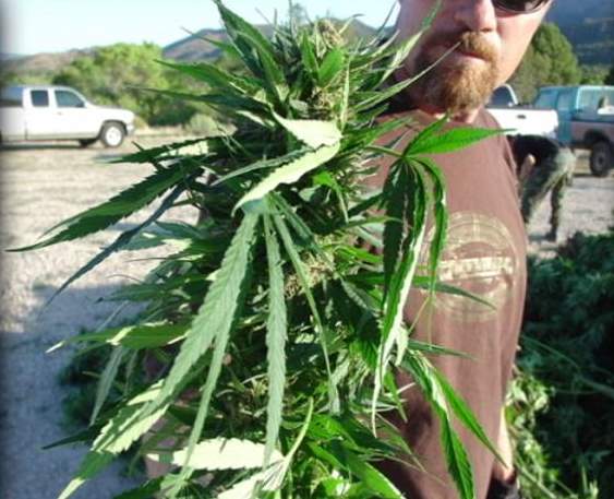 More Marijuana Found Growing in S. Utah