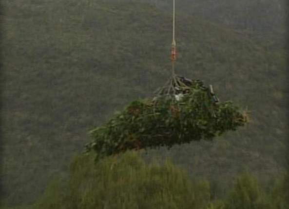 More Marijuana Found Growing in S. Utah