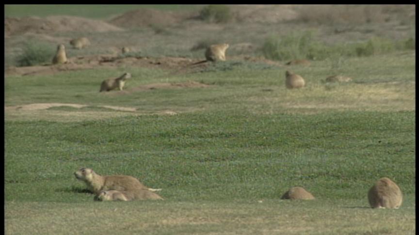 Prairie Dogs Causing Trouble for Golfers