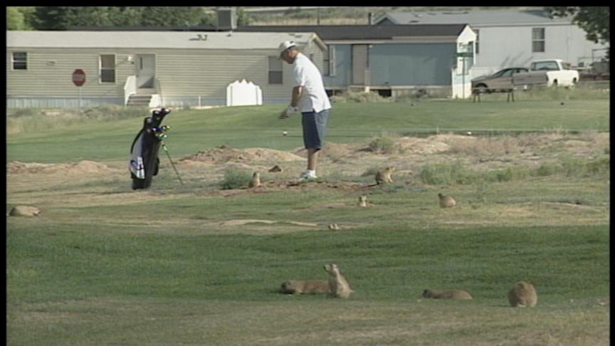 Prairie Dogs Causing Trouble for Golfers