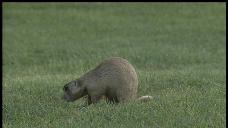 Prairie Dogs Causing Trouble for Golfers