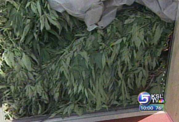 Huge Marijuana Operation Linked to Mexican Mafia