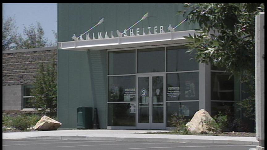 Embattled Animal Shelter Hires New Director