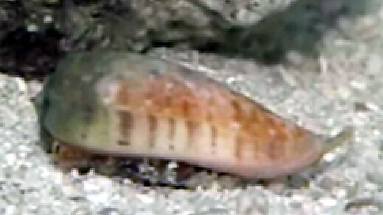 Snail's Poison May Fight Some Diseases