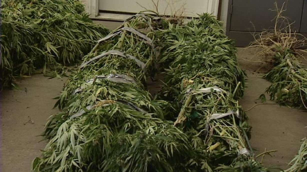 Police Seize Marijuana Crop in Draper