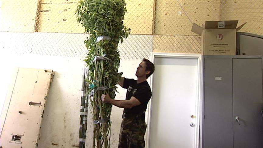 Police Seize Marijuana Crop in Draper